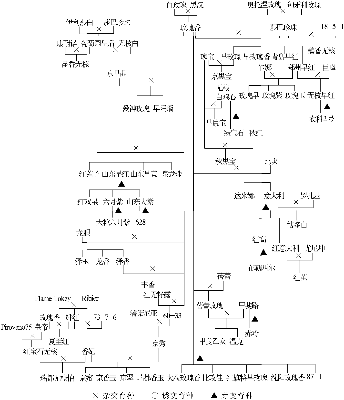 2.4.3 莎巴珍珠衍生葡萄品種系譜